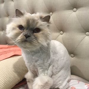 Meet your Posher, Maureen